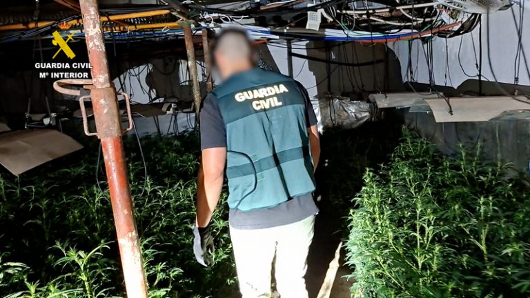 A la presó dos detinguts per dos plantacions de marihuana a Almassora i Castelló
