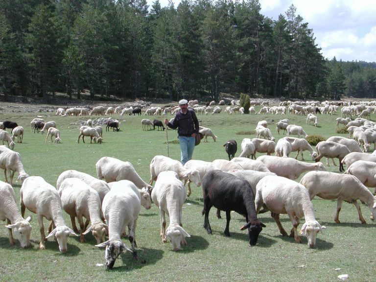 La Generalitat permet usar la llana d’ovella i cabra com a nou fertilitzant agrícola