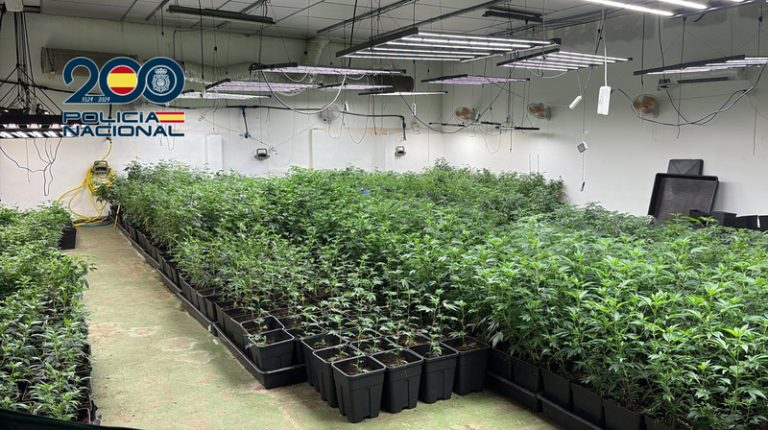 Desarticulada a València una xarxa de marihuana amb 16.000 plantes i set detinguts