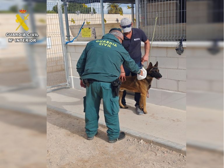 Investiguen per maltractament animal a un veí de Torrevieja per un collaret de castic en el seu gos