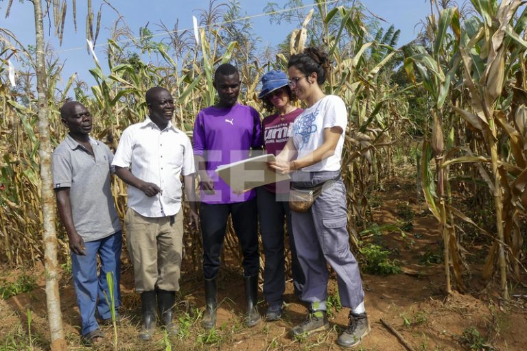 La UMH impulsa a Uganda nous ingressos agrícoles amb residus de platanera
