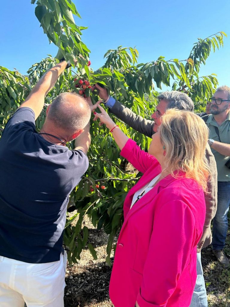 Agricultura reforça les ajudes a la cirera d’Alacant per a assegurar el futur del cultiu