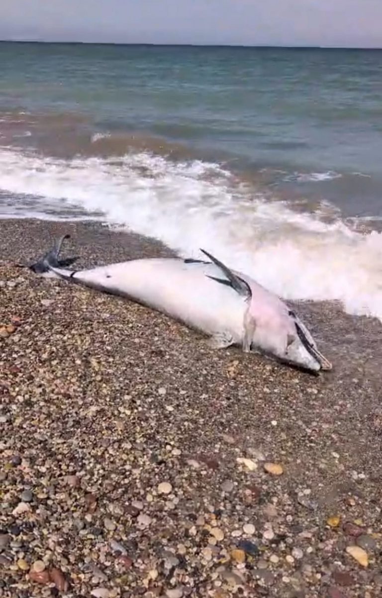 Troben un dofí mular mort i molt descompost a la platja de Almardá a Sagunt