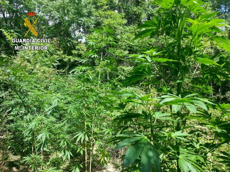 La forta olor de marihuana destapa una plantació amb 43 quilos de cabdells a Picassent