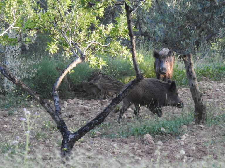 La Generalitat reforça el servici d’avisos per fauna silvestre davant l’augment d’incidències