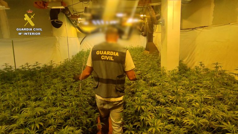 La Guàrdia Civil desmantella dos plantacions de marihuana a Benicarló i Torreblanca amb més de 1.300 plantes