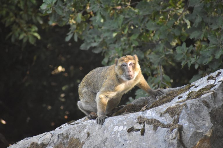 Alliberats al Marroc tretze macacos de Berbería rehabilitats a Villena