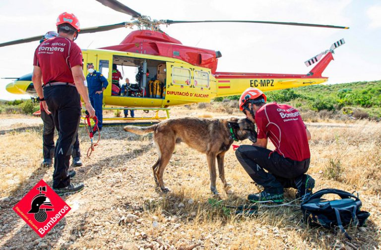Mor Tità, el gos de rescat dels bombers d’Alacant amb més de 80 busques realitzades
