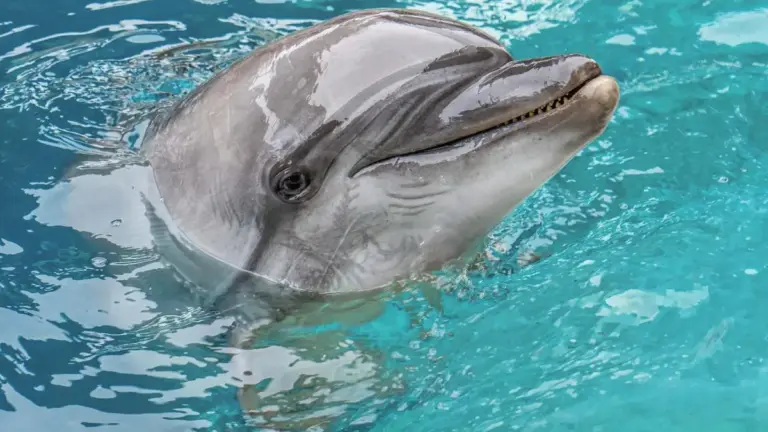 Doflina Echo dins l’Oceanogràfic de València.